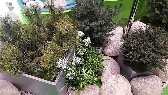 Растения в оформлении выставочных стендов